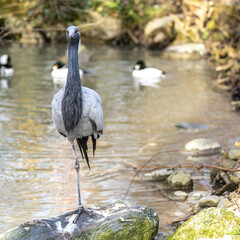 Fototapeta premium Demoiselle Crane, Anthropoides virgo are living in the bright green meadow during the day time