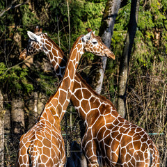 The giraffe, Giraffa camelopardalis is an African mammal © rudiernst