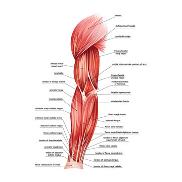 Detailed anatomical illustration of human upper limb muscles, showing shoulder, arm, and forearm muscle structure with labeled parts for medical and educational use.