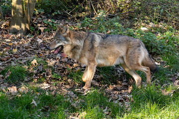 Obraz premium European Grey Wolf, Canis lupus in a german park