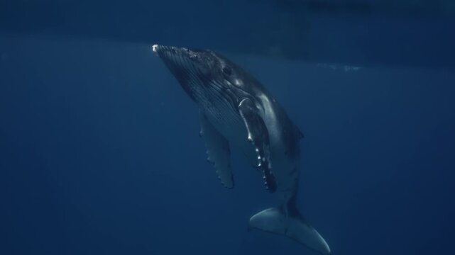 Amazing closeup humpback whale portrait underwater in Pacific Ocean comes at surface to take breath. Young whale dance relax wave flippers in water in Tonga Polynesia. Giant Mammal Marine nature life.