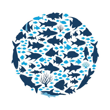 School of Sharks and Fish Swimming.