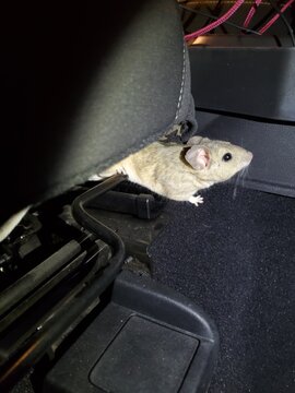 Wild Kangaroo Rat Got Inside a Car at Night in California