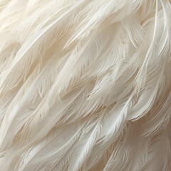 Fototapeta premium Feathers