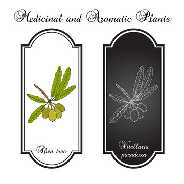 Shea tree, or vitellaria paradoxa, edible and medicinal plant. Hand drawn botanical vector illustration