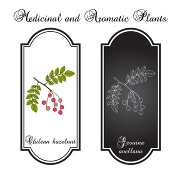 Chilean hazelnut (Gevuina avellana), edible and medicinal plant. Hand drawn botanical vector illustration