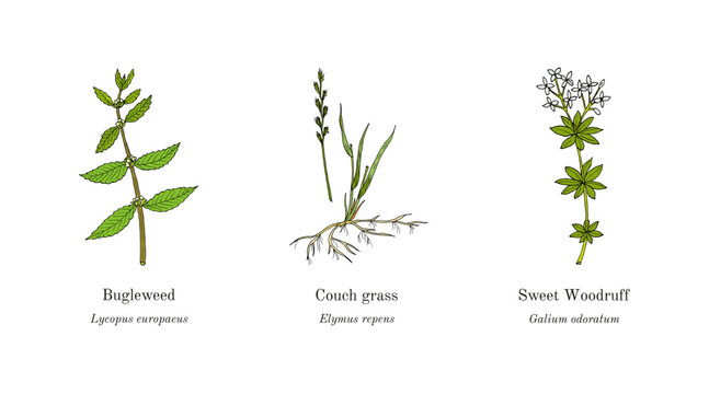 Collection of edible and medicinal plants. Hand drawn botanical vector illustration
