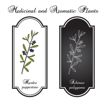 Hardee peppertree or Chilean pepper tree (schinus polygama), edible and medicinal plant. Hand drawn botanical vector illustration