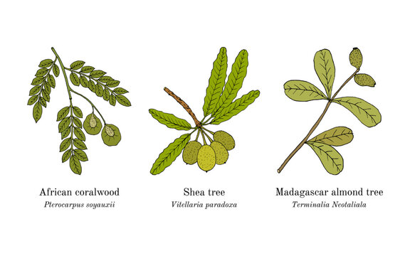 Collection of edible and medicinal plants. Hand drawn botanical vector illustration