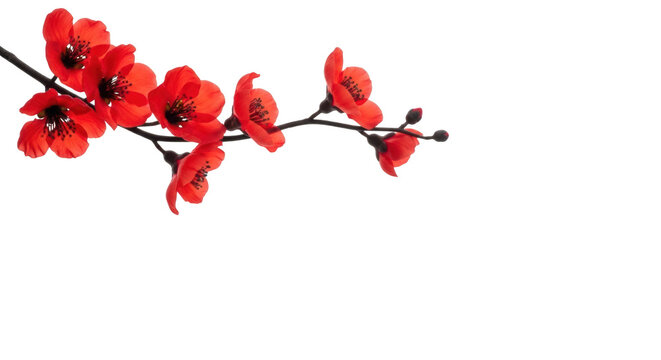A beautiful branch with vibrant red flowers isolated on transparent background