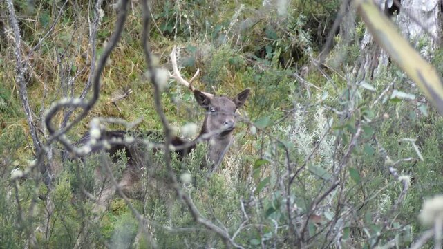 Feral Fallow deer (Dama dama) with one eye missing antler looking at camera in australian alpine bush late In afternoon 4k