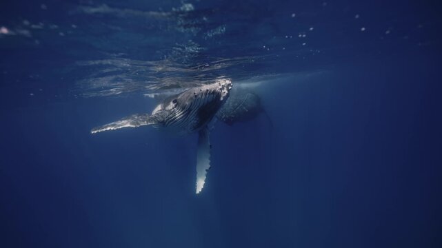 Amazing closeup humpback whale cub next to mom underwater in Pacific Ocean. Baby calf comes at surface to take breath. Free whale family in blue water in Tonga Polynesia. Mammal Marine nature life
