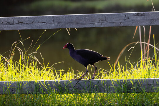 Portrait of an Australasian swamphen standing on the bottom railing of a timber fence surrounding a grass-lined freshwater lagoon. Captured in the golden light of the afternoon sun.