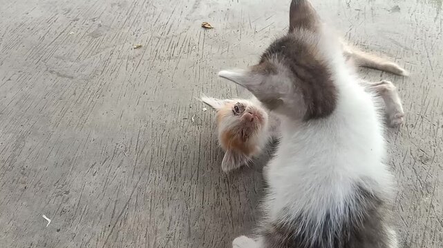 Two kittens play fighting and biting each other on floor