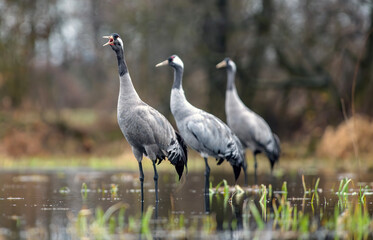 Fototapeta premium Common Cranes Dancing at Sunrise in Natural Habitat
