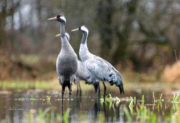 Fototapeta premium Common Cranes Dancing at Sunrise in Natural Habitat