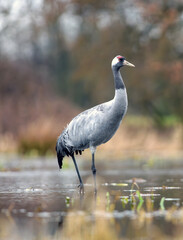 Fototapeta premium Common Cranes Dancing at Sunrise in Natural Habitat