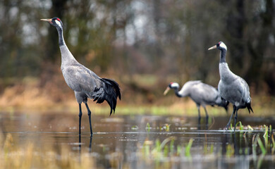 Obraz premium Common Cranes Dancing at Sunrise in Natural Habitat