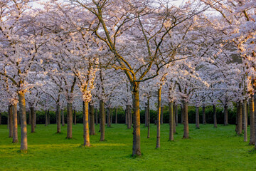 Fototapeta premium Cherry Blossom full bloom on trees with warm sunlight in the morning, Beautiful white pink Sakura flowers during spring season, Bloesempark (Kersenbloesempark) Amsterdamse Bos, Amstelveen, Netherlands