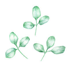 Fototapeta premium Green moringa leaves in soft fresh tones as watercolor illustration, hand drawn botanical clipart. Ideal for herbal branding, packaging design, natural product labels, wellness prints, stationery