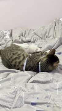 A cute tabby kitten is lying on the bed, chewing on a fluffy ball.