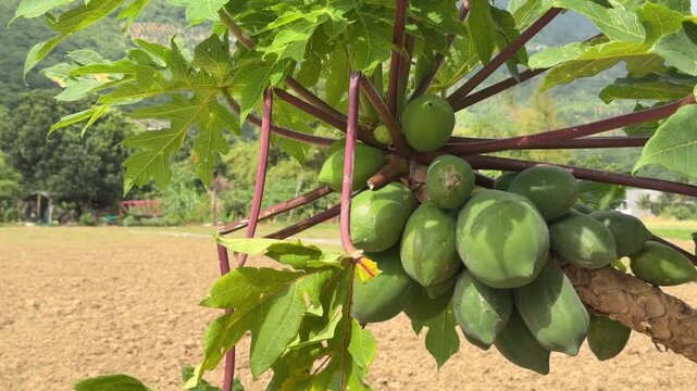 Clusters of green papaya fruits hang from a leaning tree above sandy ground, with distant landscape elements reinforcing rural plantation conditions. Fruit production.