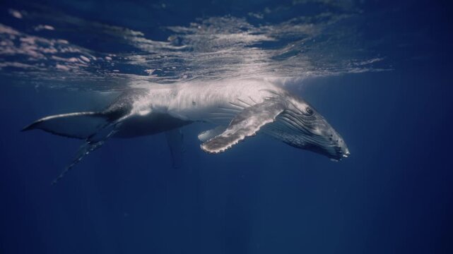Amazing closeup humpback whale portrait underwater in Pacific Ocean comes at surface to take breath. Young whale dance relax wave flippers in water in Tonga Polynesia. Giant Mammal Marine nature life.