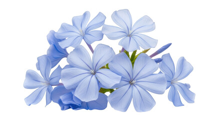 Obraz premium Beautiful cluster of light blue plumbago auriculata flowers isolated on transparent background