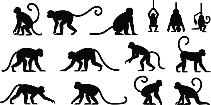 Monkey silhouettes collection, twelve poses, black outline, animal diversity, primate posture, walking monkeys, sitting monkeys, hanging monkeys, crouching, reaching
