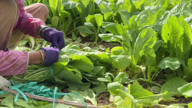 A farmer shapes a bundle of cut Brassica juncea leaves, dense plantings surrounding the hands in an active growing field. Vegetable farming.