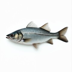Fototapeta premium Single alewife fish shown in profile view against clean white backdrop. This aquatic animal has shiny silver scales and distinct fins. It swims in ocean or river water.