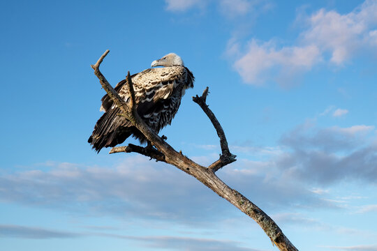 G&auml;nsegeier, Gyps fulvus, auf einem Ast in Afrika