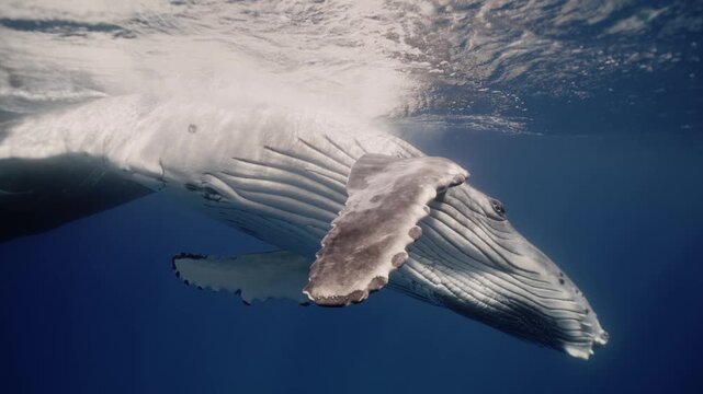 Amazing closeup humpback whale cub next to mom underwater in Pacific Ocean. Baby calf playfully waving flippers to camera. Free whale family in blue water in Tonga Polynesia. Mammal Marine nature life