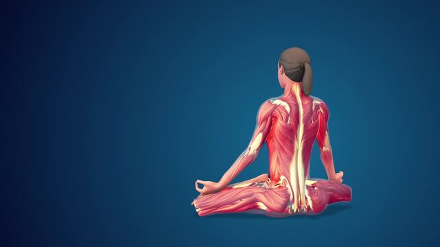3D human Mulabandhasana or Root Lock yoga pose on blue background, loopable