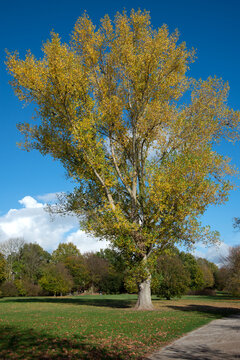 Der Baum, Schwarz-Pappel (Populus nigra) am Aasee in M&uuml;nster-Westfalen.