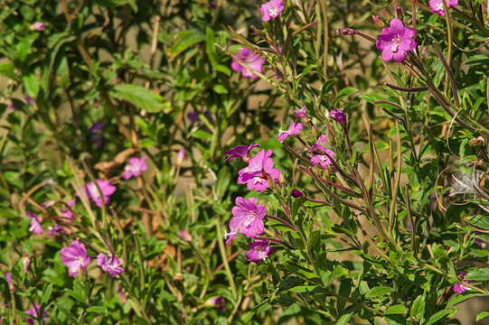 pink flowers and green leaves of great willowherb - Epilobium hirsutum 