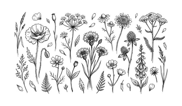 Intricate black and white line art of various wildflowers and leaves
