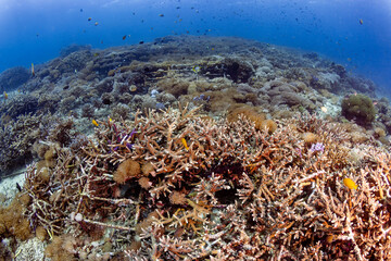 Underwater wide shot of diverse coral reef restoration project with schooling fish © whitcomberd