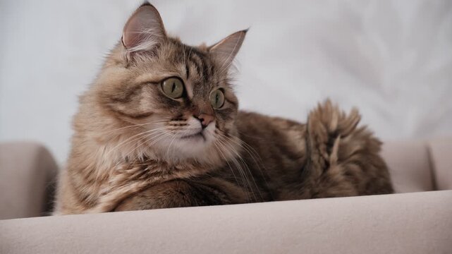 Portrait of well-fed tabby kitten, lounging. Soft morning light, enjoying sun beam. Cashmere Bengal cat lounging comfortably at the window on a sunny day. Semi-long-haired cat. Resting