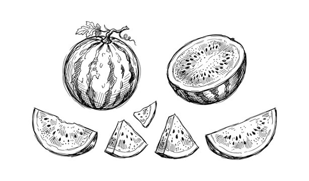Hand-drawn watermelon sketch: whole, halved, and sliced views in black and white