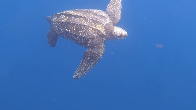 Leatherback Sea Turtle Swimming with Remora in Ocean