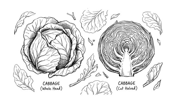 Monochrome sketch of whole and halved cabbage with detailed leaves