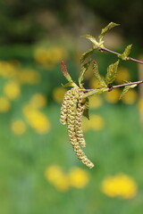 Obraz premium Betula dauurica 'Maurice Foster'. Male catkins, female flowers and early leaves of Asian black birch in the spring. 