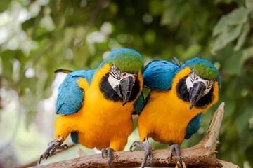 Pair of blue and yellow macaws perched on branch in tropical environment © marko