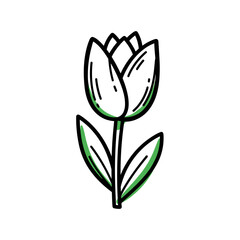 Obraz premium White tulip flower with green leaves in simple line art style 