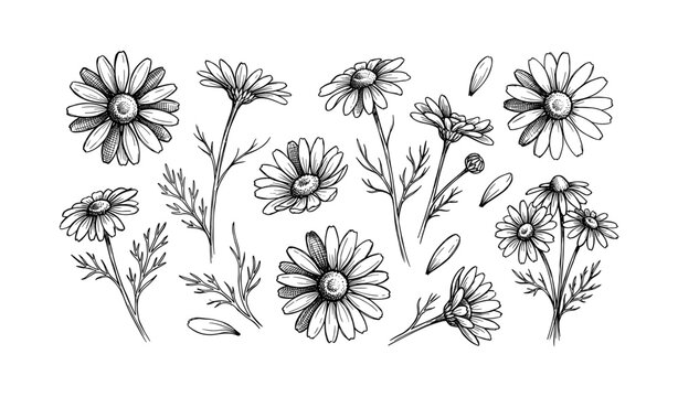 Black and white line art of daisies with detailed botanical illustrations