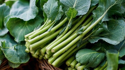 Fototapeta premium A bunch of fresh green broccoli stems with leaves in a wicker basket