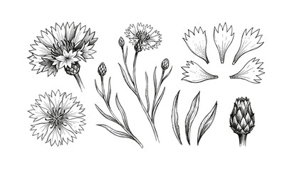 Obraz premium Detailed botanical illustrations of cornflower and artichoke with leaves and petals