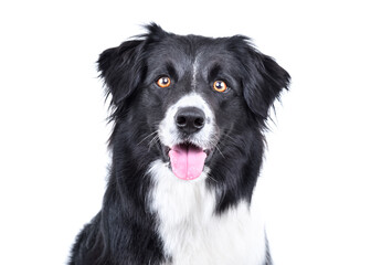 Portrait of a cute border collie dog, closeup, isolated on white background