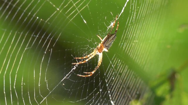 Australian Enamel Orb Weaver (Plebs bradleyi) spider repairing web then patiently waiting for prey 4k close-up
